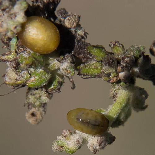 Réf. 238 649 : Cionus sp.
